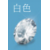 白色 